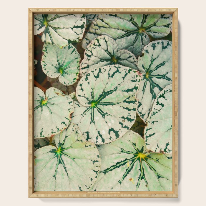 Begonia Leaf Serving Tray Gallery Image 1