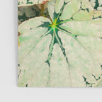 Begonia Leaf Poster Gallery Image 3