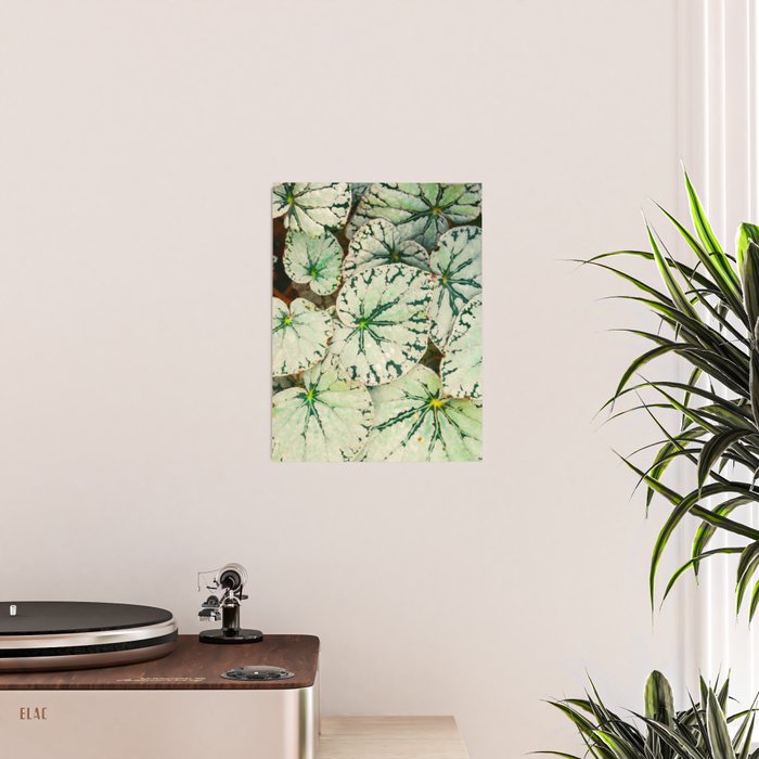 Begonia Leaf Poster Gallery Image 2