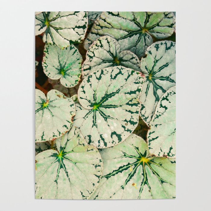 Begonia Leaf Poster Gallery Image 1
