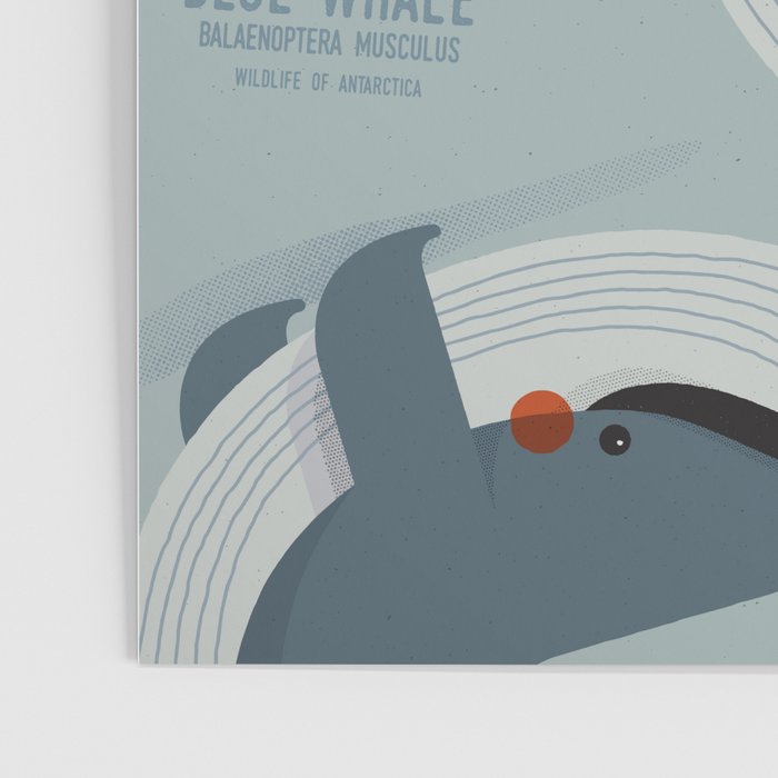 Blue Whale, Wildlife of Antarctica Poster Gallery Image 3
