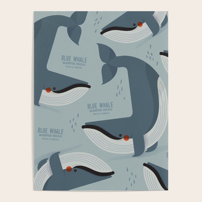Blue Whale, Wildlife of Antarctica Poster Gallery Image 1