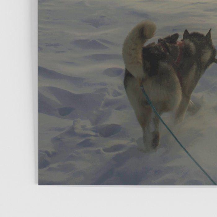 Winter Northern Lights Dog Sled (Color) Poster Gallery Image 3