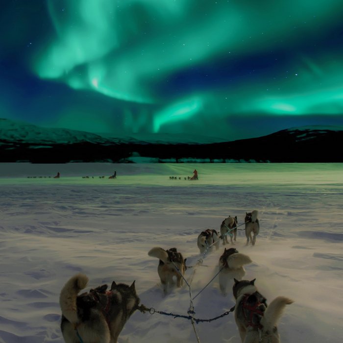 Winter Northern Lights Dog Sled (Color) Coffee Mug Gallery Image 2