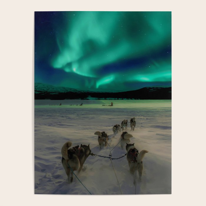 Winter Northern Lights Dog Sled (Color) Poster Gallery Image 4
