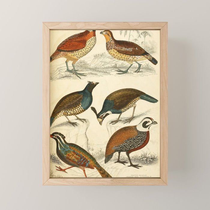 Quails from The Edinburgh Journal, 1835 (benefitting The Nature Conservancy) Mini Art Print Gallery Image 1