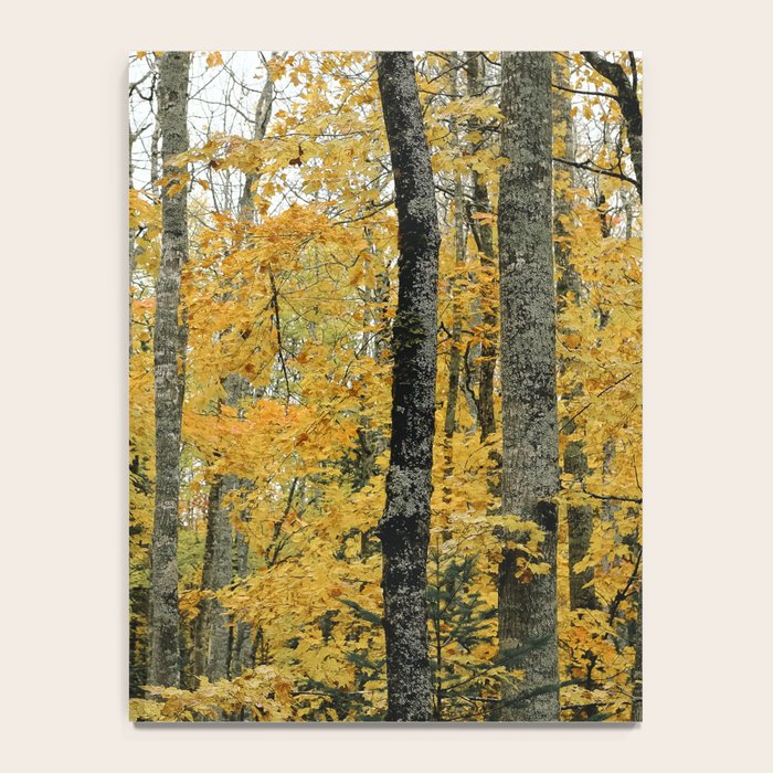 in the autumn forest - trees season nature photograph fall color Notebook Gallery Image 4