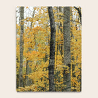 in the autumn forest - trees season nature photograph fall color Notebook Gallery Image 4