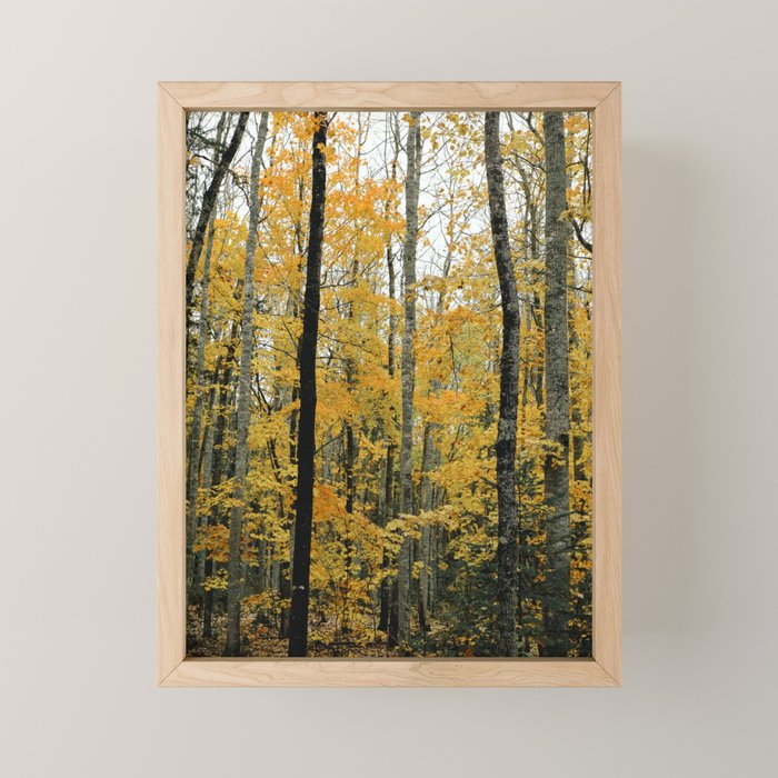 in the autumn forest - trees season nature photograph fall color Mini Art Print Gallery Image 1