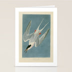 Roseate Tern - John James Audubon Birds of America Stationery Card Gallery Image 2