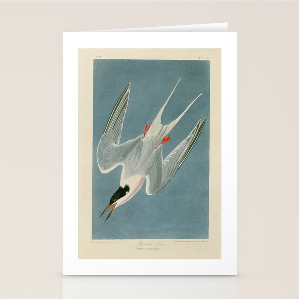 Roseate Tern - John James Audubon Birds of America Stationery Card Gallery Image 2