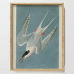 Roseate Tern - John James Audubon Birds of America Serving Tray Gallery Image 1