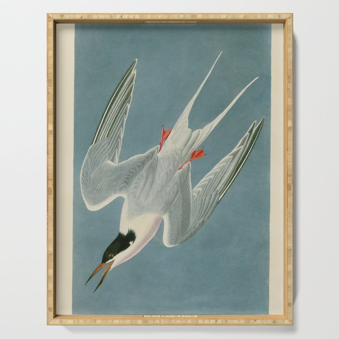 Roseate Tern - John James Audubon Birds of America Serving Tray Gallery Image 1