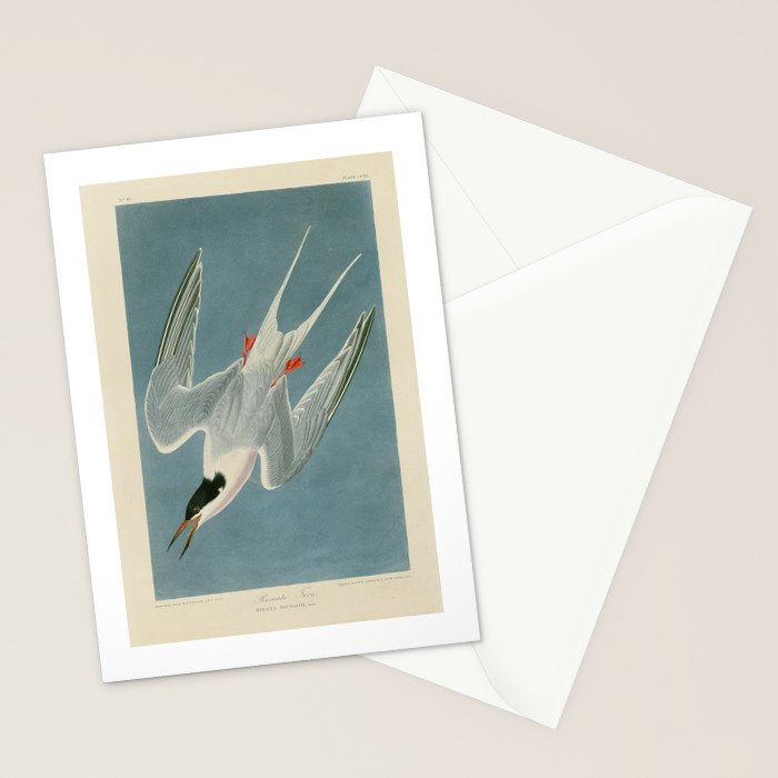 Roseate Tern - John James Audubon Birds of America Stationery Card Gallery Image 2