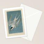 Roseate Tern - John James Audubon Birds of America Stationery Card Gallery Image 2
