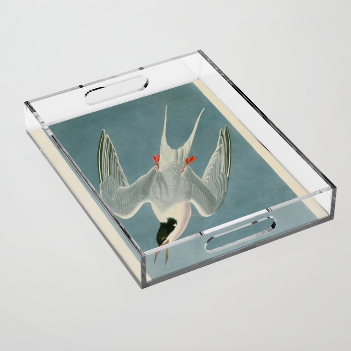 Roseate Tern - John James Audubon Birds of America Acrylic Tray Gallery Image 1
