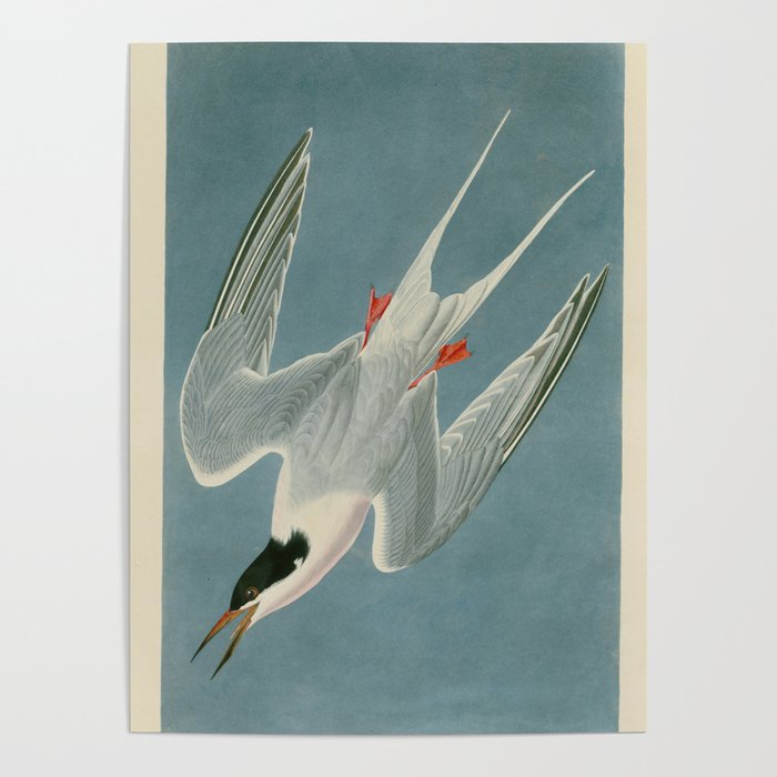 Roseate Tern - John James Audubon Birds of America Poster Gallery Image 4