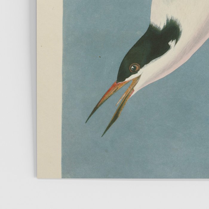 Roseate Tern - John James Audubon Birds of America Poster Gallery Image 3
