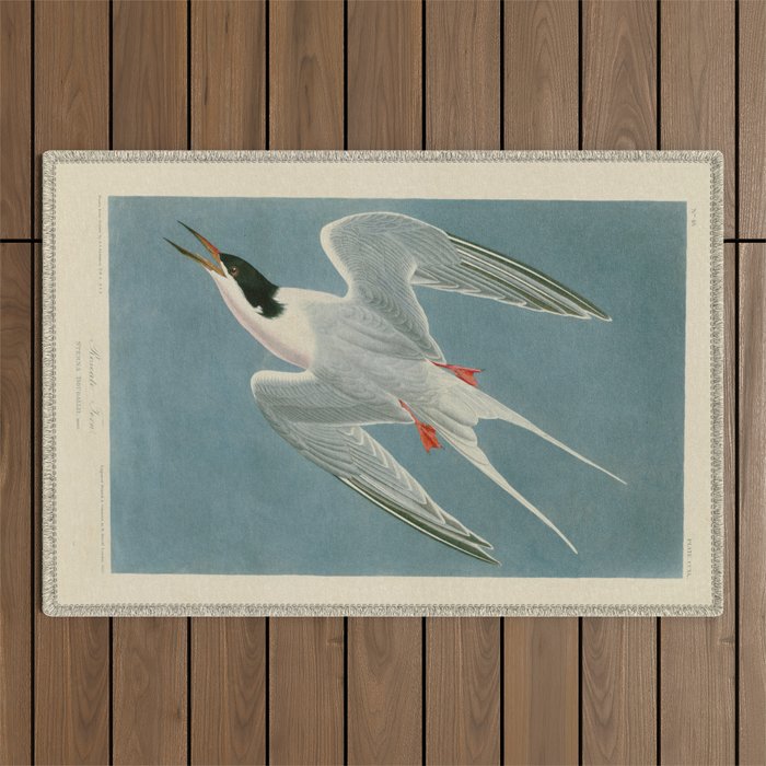 Roseate Tern - John James Audubon Birds of America Outdoor Rug Gallery Image 1