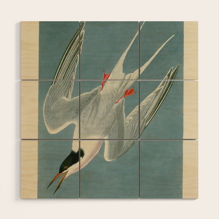 Roseate Tern - John James Audubon Birds of America Wood Wall Art Gallery Image 1