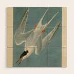 Roseate Tern - John James Audubon Birds of America Wood Wall Art Gallery Image 1