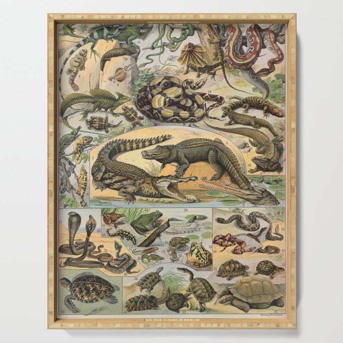 Reptile Illustration - Larousse Serving Tray Gallery Image 1