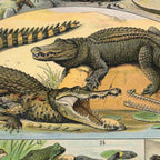 Reptile Illustration - Larousse Coffee Mug Gallery Image 2