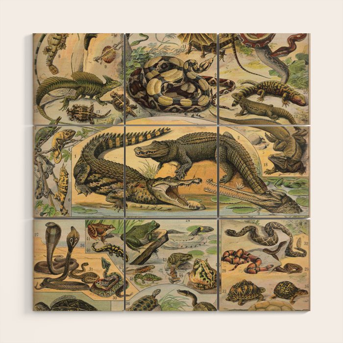 Reptile Illustration - Larousse Wood Wall Art Gallery Image 1