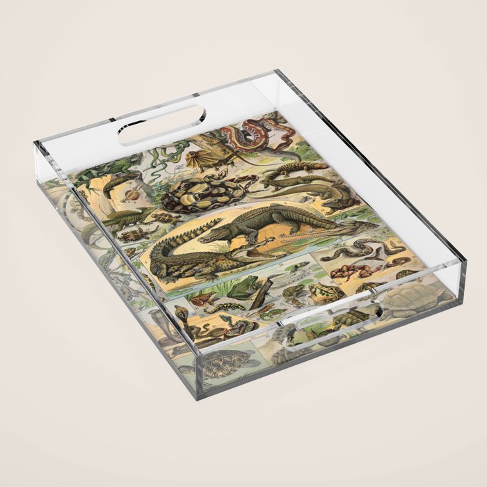 Reptile Illustration - Larousse Acrylic Tray Gallery Image 1