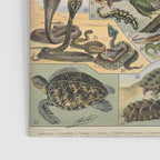 Reptile Illustration - Larousse Poster Gallery Image 3
