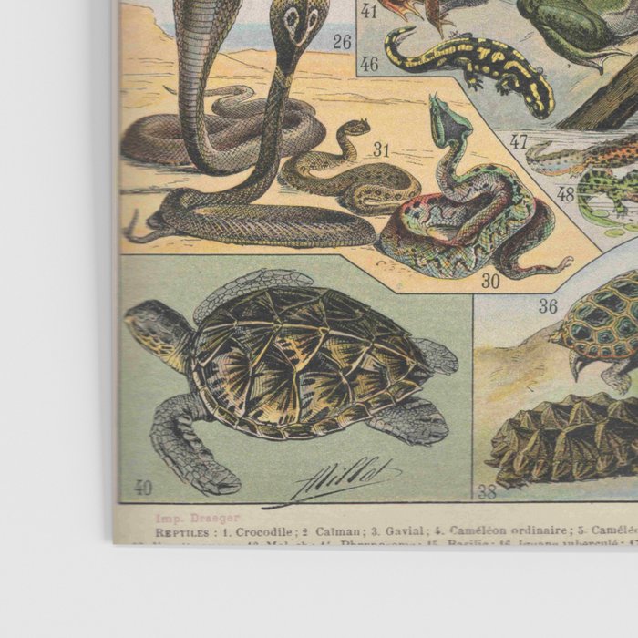 Reptile Illustration - Larousse Poster Gallery Image 3
