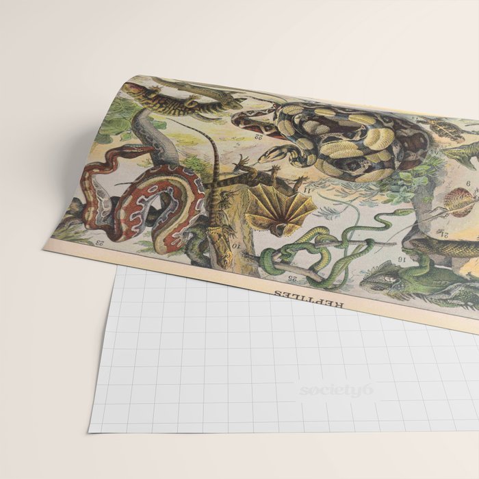 Reptile Illustration - Larousse Wrapping Paper Gallery Image 2