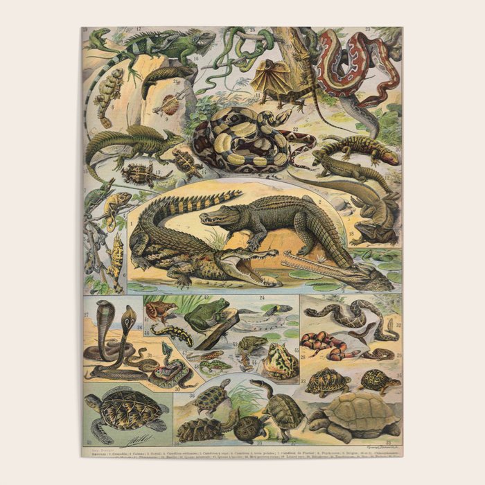 Reptile Illustration - Larousse Poster Gallery Image 1