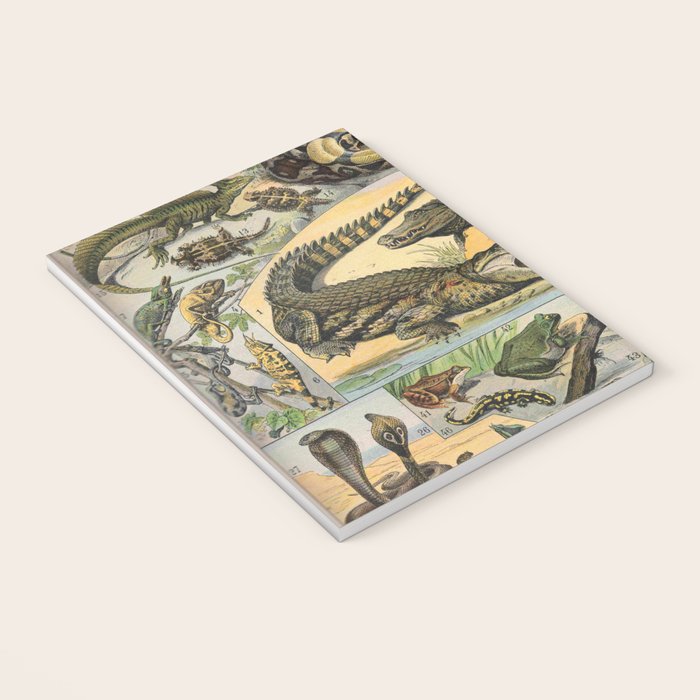 Reptile Illustration - Larousse Notebook Gallery Image 3