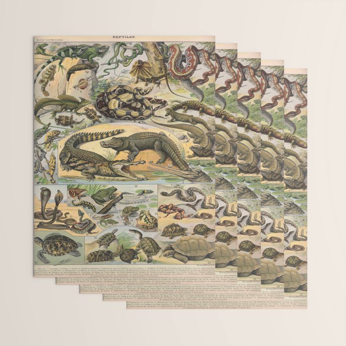 Reptile Illustration - Larousse Wrapping Paper Gallery Image 3