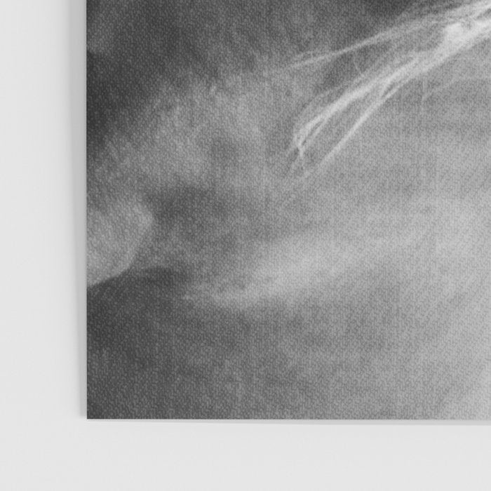 Horses - Black & White Poster Gallery Image 3