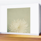 Pale Beauty Wall Mural Gallery Image 2