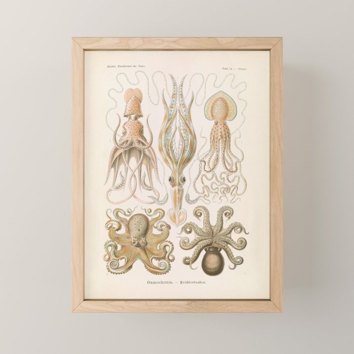 Vintage Octopus Illustration Print, Scientific Illustrations, Octopus Print, Octopus Wall Art Mini Art Print Gallery Image 1