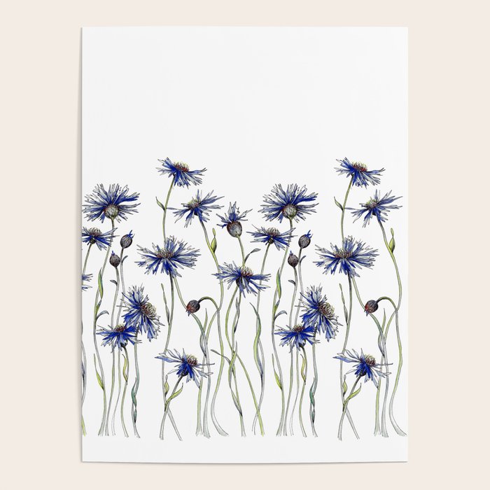 Blue Cornflowers, Illustration Poster Gallery Image 4