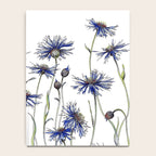 Blue Cornflowers, Illustration Notebook Gallery Image 4
