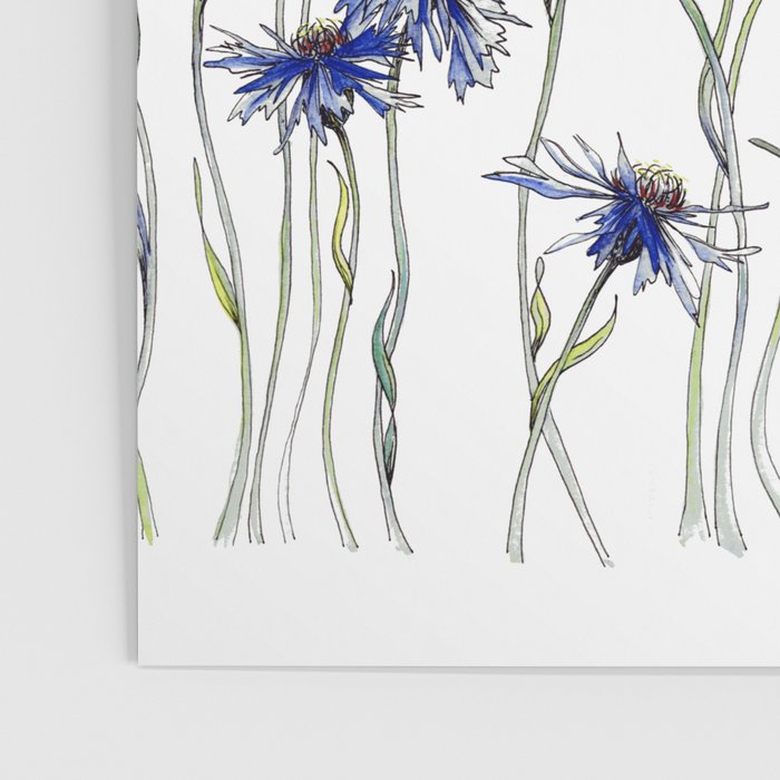 Blue Cornflowers, Illustration Poster Gallery Image 3