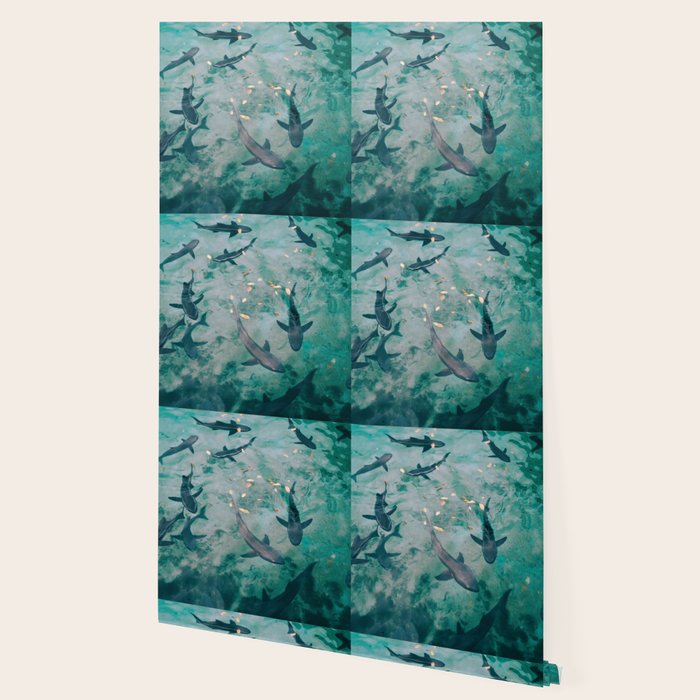 Shoal of Sharks (Color) Wallpaper Gallery Image 2
