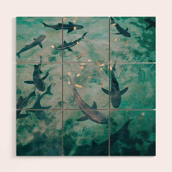 Shoal of Sharks (Color) Wood Wall Art Gallery Image 1