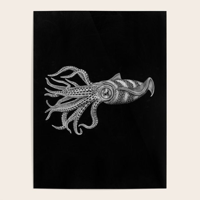 Squid Poster Gallery Image 4