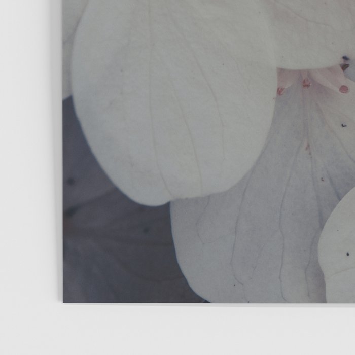 Be a Light in the Darkness x modern botanical hydrangea flower photograph Poster Gallery Image 3