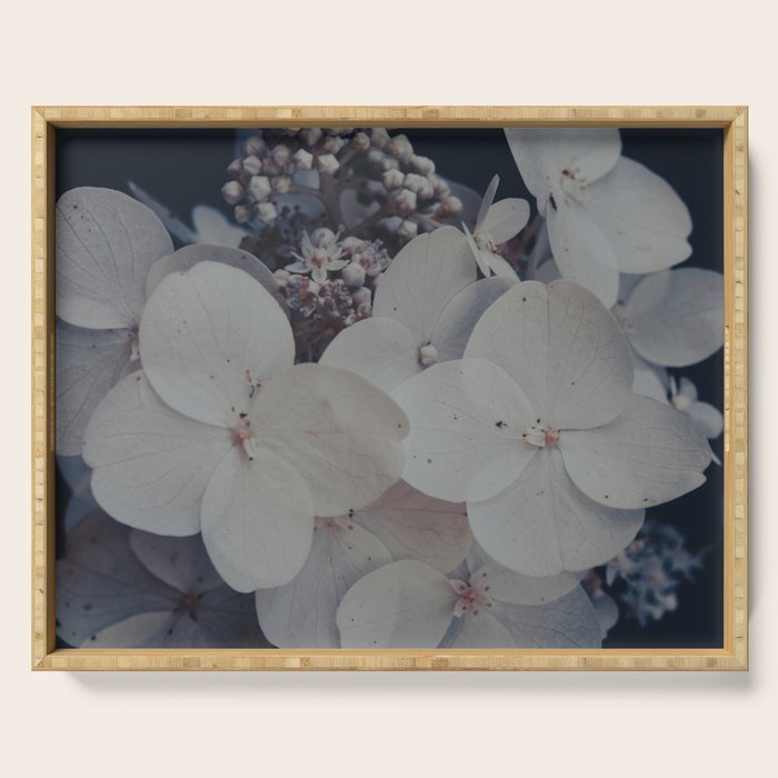 Be a Light in the Darkness x modern botanical hydrangea flower photograph Serving Tray Gallery Image 1