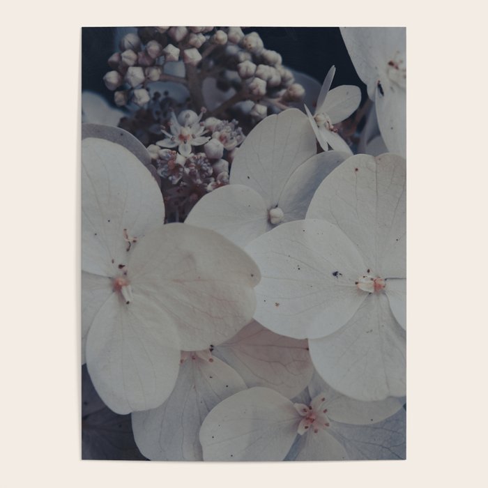 Be a Light in the Darkness x modern botanical hydrangea flower photograph Poster Gallery Image 4