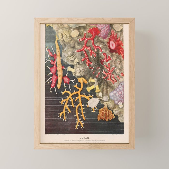 Corals from "Le Monde de la Mer," 1866 (benefitting The Nature Conservancy) Mini Art Print Gallery Image 1