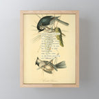 Bird Divinations: Crested Titmouse (about: almanacofbirds.org) Mini Art Print Gallery Image 1