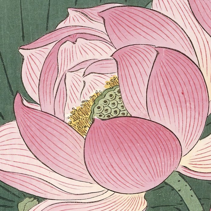 Flowering lotus flowers, Ohara Koson Coffee Mug Gallery Image 2